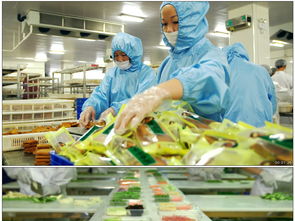 中百生鲜工厂素材集 高清MP4模板与图文设计资源下载指南